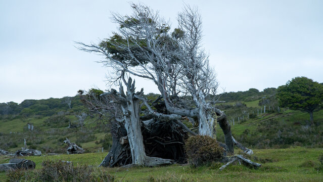 Arbol Patagoncio