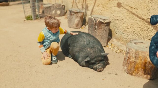 Curious little boy petting a big pig at the farm