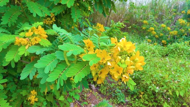 Alexandrian cassia (Senna alexandrina, Fabaceae) blooms in mountain forest. Yunan Province. China