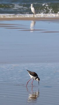 White-backed Stilt bird walking along the seashore in Tramanda&iacute;, Rio Grande do Sul, Brazil.	