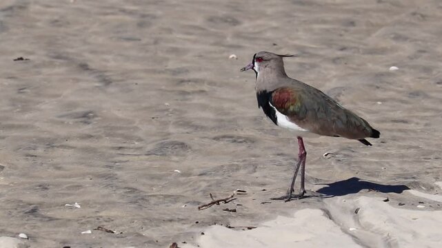 Southern lapwing at the seashore in Tramanda&iacute;, Rio Grande do Sul, Brazil.	