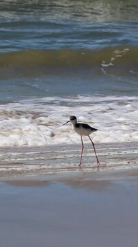 White-backed Stilt bird walking along the seashore in Tramanda&iacute;, Rio Grande do Sul, Brazil.	