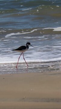 White-backed Stilt bird walking along the seashore in Tramanda&iacute;, Rio Grande do Sul, Brazil.	