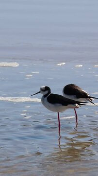 White-backed Stilt bird walking along the seashore in Tramanda&iacute;, Rio Grande do Sul, Brazil.	
