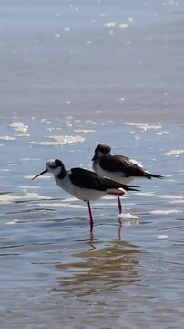 White-backed Stilt bird walking along the seashore in Tramanda&iacute;, Rio Grande do Sul, Brazil.	