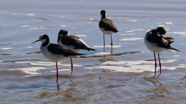 White-backed Stilt bird walking along the seashore in Tramanda&iacute;, Rio Grande do Sul, Brazil.	