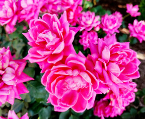 Obraz premium Double Pink Knock-out roses