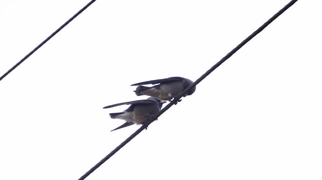 roller (Eurystomus) mating behavior - the male feeds the female. Yunan Province. China