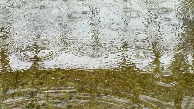 Raindrops fallen through open panes of a skylight splash in quick succession on a reflective pool, creating many concentric circles, inside a garden conservatory, Dynamics of aquatic ephemera.