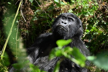critically endangered Eastern gorilla subspecies (Gorilla beringei beringei). encounter in impenetrable rainforest bwindi natural park © Michaela Holubová