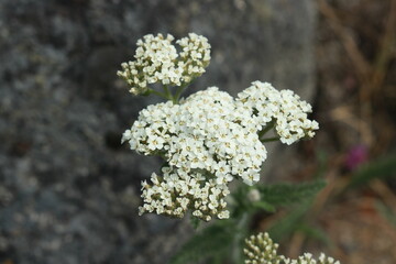 Yarrow (Achillea millefolium) Flower Cluster Just Opening, Top View © Natalie