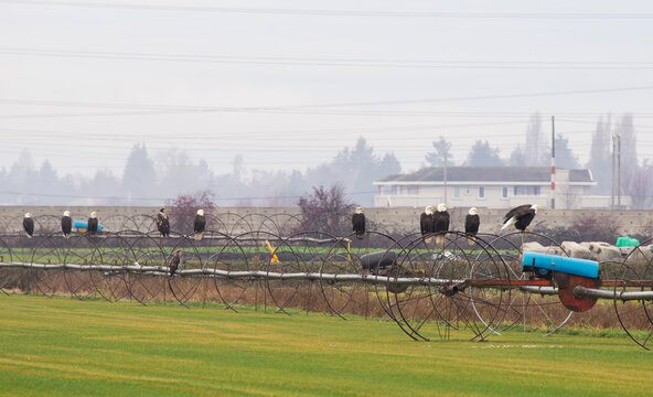 Multiple bald eagles gather and perch on farm equipment in Delta, British Columbia, Canada