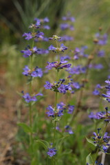 Obraz premium Frosted Penstemon (Penstemon pruinosus) Purple Wildflower Bloom in Meadow