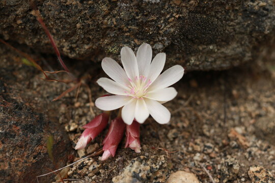 Bitterroot (Lewisia rediviva) Tiny Pink Wildflower Bloom in Rocky Habitat