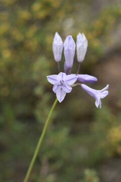 Largeflower Triteleia (Triteleia grandiflora) Star-Shaped Wildflower Bloom