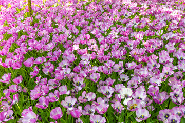 Obraz premium Colorful Tulip Field Blooms Under the Warm Sun in Springtime, Creating a Vibrant Tapestry of Pink Hues Embracing Nature's Beauty