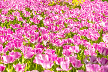Fototapeta premium Vibrant Pink Tulips Dance Under the Gentle Sun in a Blooming Garden, Celebrating the Beauty of Spring Amidst Greenery and Joy