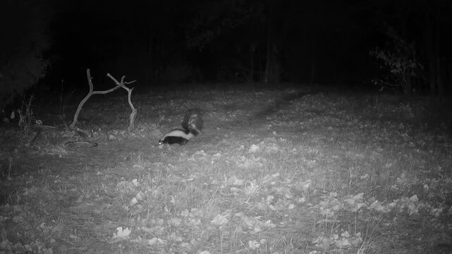 Skunk running in from the left, marking the ground in the middle, then moving out of the frame to the right; at night in winter