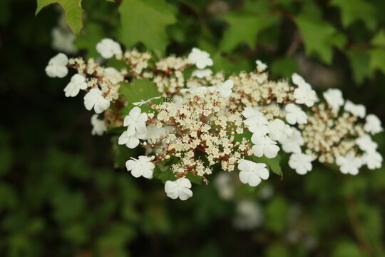 Highbush Cranberry (Viburnum opulus var. trilobum) Flowering Inflorescence in Spring