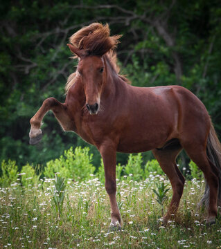 Chestnut horse striking with raised front leg in wildflower pasture