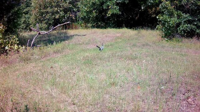 Roadrunner running across an opening, and catching and eating bugs
