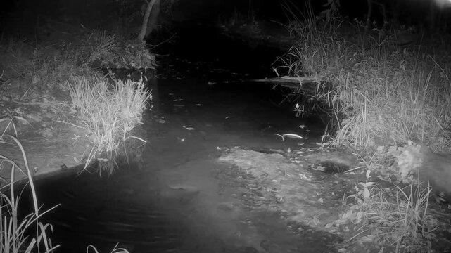 Virginia opossum carrying leaves in her tail on a fall night