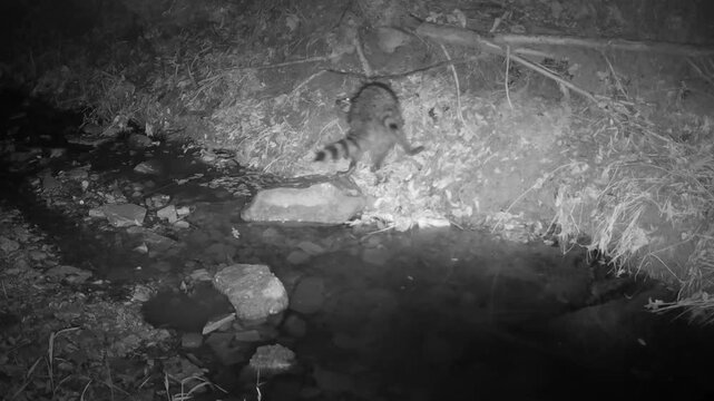Two baby raccoons in the middle of a fierce play fight next to a creek on a fall night