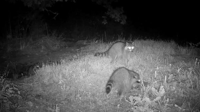 An adult raccoon and kits in an opening in the woods on a fall night, they hear something scary and start running away