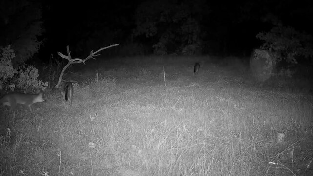 Three gray foxes crossing the view on a fall night, with one staying behind and the bouncing after the others