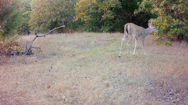Beautiful little buck walking through an opening on a fall evening