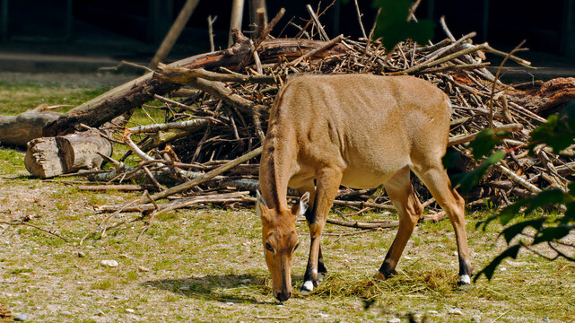 Nilgai antelope specimens grazing in savannas