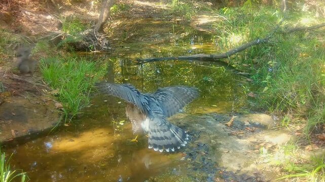 Cooper's hawk at a small creek, trying to scare away a small squirrel, with a threatening stance holding his wings up; part 1