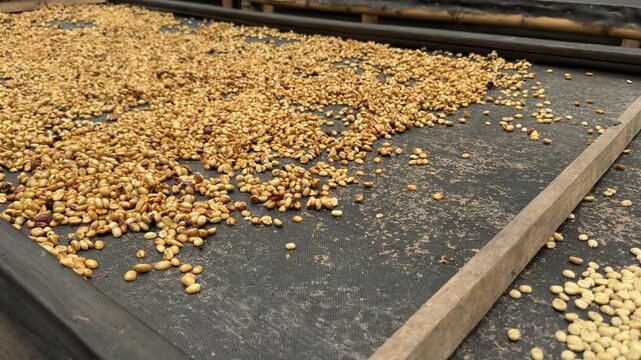 Closeup of Sheets of Drying Coffee Beans in Colombia