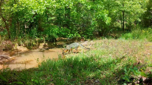 Beautiful gray fox drinking at a small creek on a sunny spring day