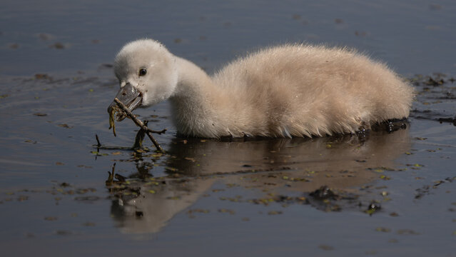 Mute swan cygnet holding a twig in shallow wetland water
