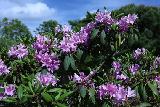 Rhododendrons violets en pleine floraison dans un parc au printemps