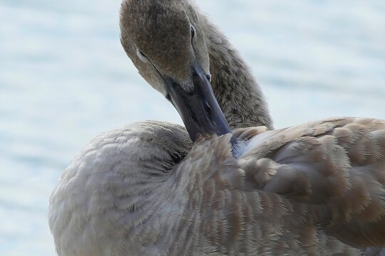 Portrait of young swan dreaming covered with feather on the lake close macro detail