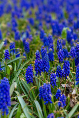 Fototapeta premium Muscari blue flowers bloom in a lush green garden during the springtime, creating a stunning landscape of color and life