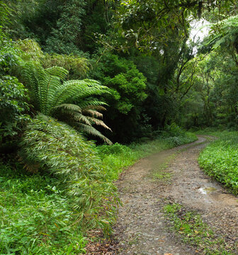 Foto de caminho na floresta