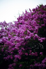Obraz premium Close-up view of blooming lilac flowers in a garden during spring season in daylight