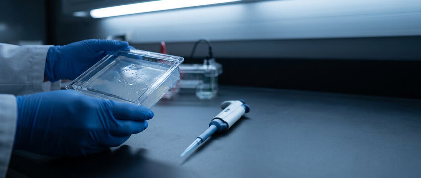 Gloved hands handling agarose gel tray for molecular biology analysis