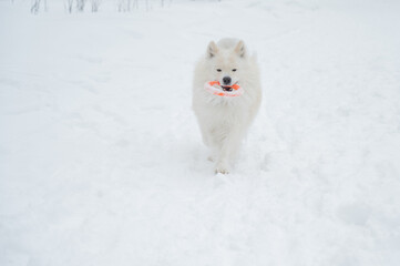 Fototapeta premium A Samoyed dog plays with a puller on a winter walk.