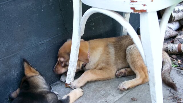 Two adult dogs, one black and one brown, play energetically under a white chair.open mouths wide and gently bite each muzzles in typical playful interaction, showing natural canine behavior. 