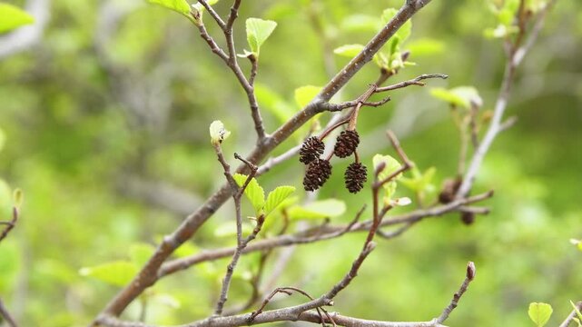Alnus glutinosa twigs with emerging bright green leaves and dark brown catkins in soft natural light