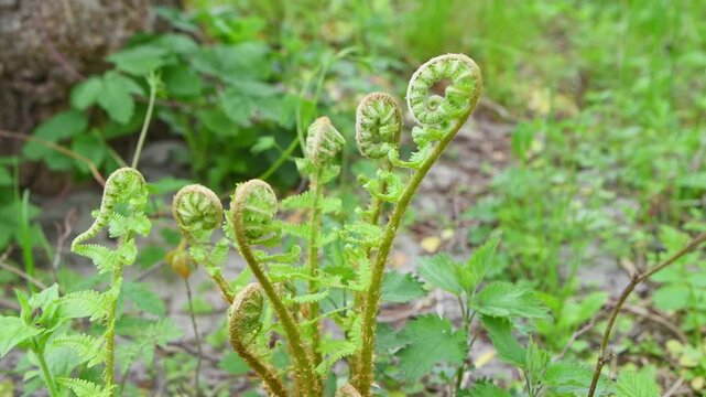 Emerging green fiddlehead fern unfurling in natural forest under soft daylight background