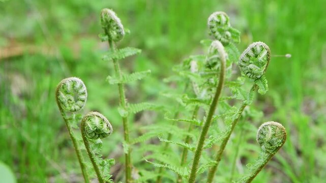 Emerging fiddlehead ferns unfurling in lush green forest under natural daylight close up
