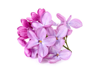 Obraz premium Fresh beautiful lilac flowers isolated on white