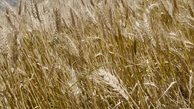 Golden ripe wheat field ears close-up on sunny summer day