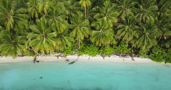 Tropical island landscape featuring an aerial perspective of a pristine white sand beach gently meeting crystal clear turquoise ocean water, framed by lush green palm trees and dense vegetation