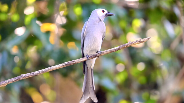 A light grey bird with a long forked tail perched on a thin branch with a bright bokeh background.